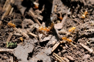 Téma mravenc pro předškoláky