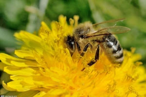 Včela na žlutém květu